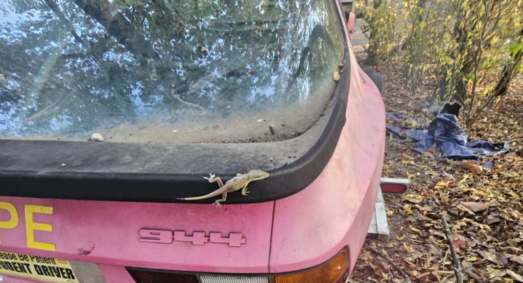 The #901 944 Spec with the cover removed to reveal a dirty car with new residents.